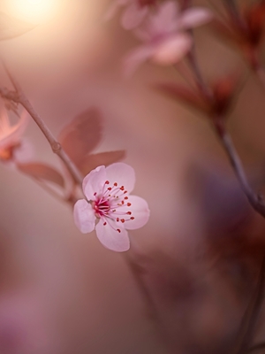 Cerejeira em flor no pôr do sol