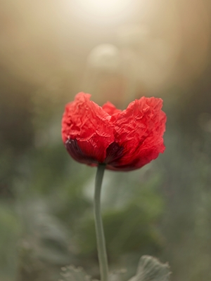 A Resilient Red Poppy