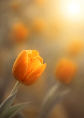 Sluncem zalité tulipány