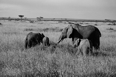Elefantfamilien