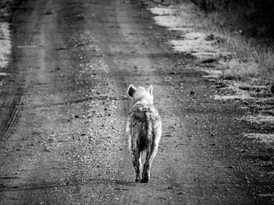 Hyena oversteken