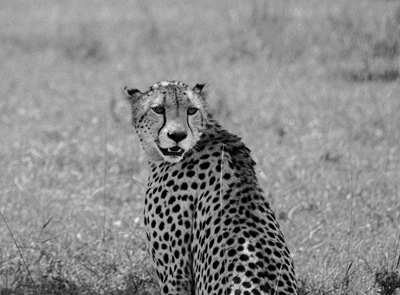 Cheetah i solen