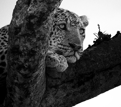 Leopard i træ