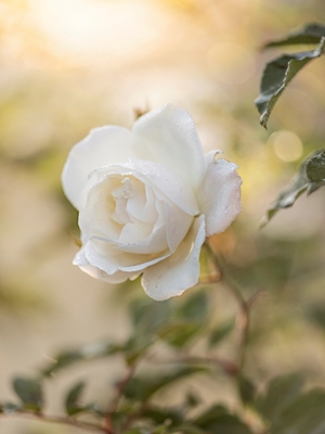 Rose blanche éthérée