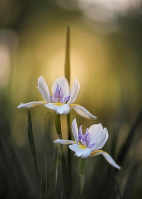 Iris africano iluminado por el sol 