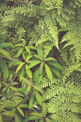 Frodig grön vegetation