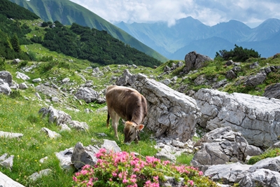 Vache, Alpes de l’Allgäu