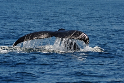 Cauda de baleia