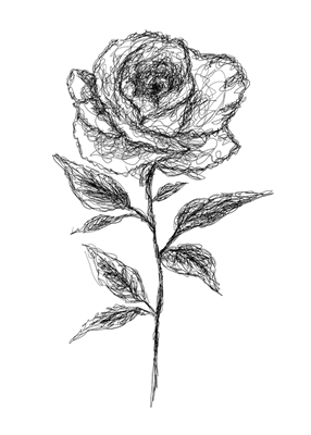 Scribbled Rose
