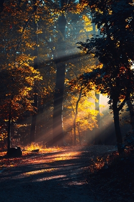 Forest In Light