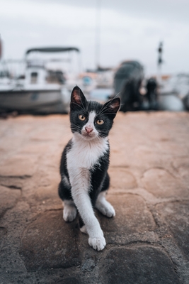 Pouliční kočka