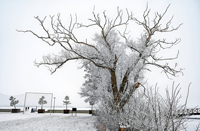 Träd med rimfrost