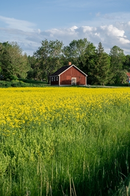 Canola Field in Zweden