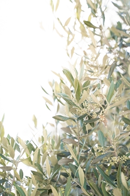Oliventræ blade