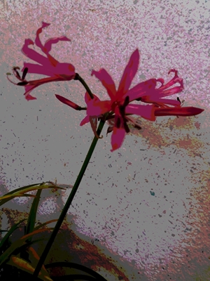 Eksoottinen kukka vaaleanpunaisella kukalla
