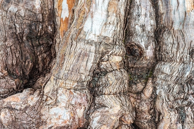 Stary pień drzewa z teksturą