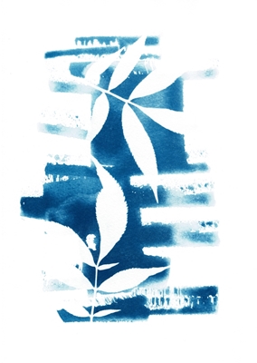 Folhas azuis de sabugueiro