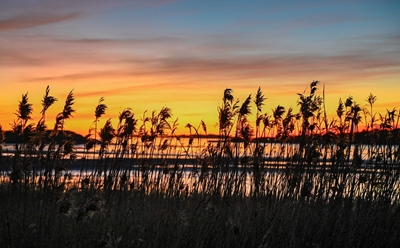 Reeds in sunset