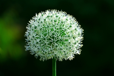 Allium Branco