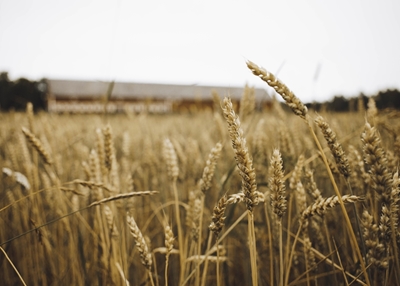Pšeničné pole a stodola
