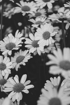 Floraison noire et blanche