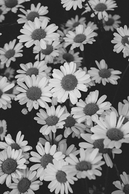 As flores preto e branco