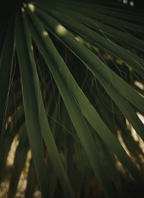 Folha de palmeira