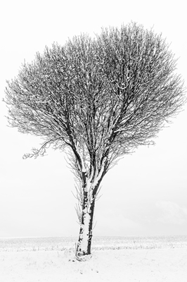 Samotne drzewo zimą