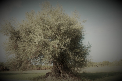Olivtträd