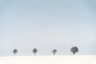4 árboles en invierno