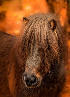 Autumn pony