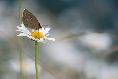 Butterfly on ox-eye daisy