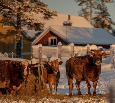Familia de vacas bajo el sol de invierno