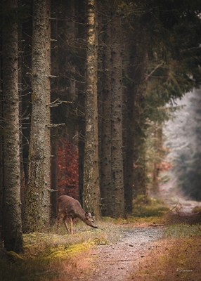A Deer in fairytale forest