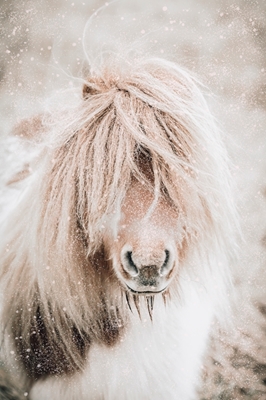 Snöig ponny