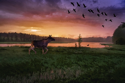 Moose by the lake in sunset