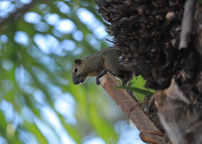 Das Eichhörnchen auf dem Baum