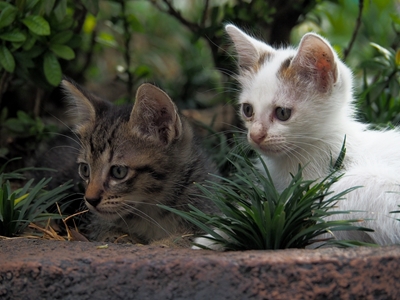 Dos gatitos adorables 