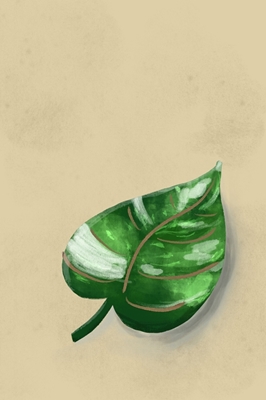 Drakenklimop plant