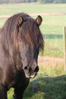 Black North Swedish Horse