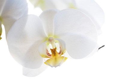 Vit orchidee