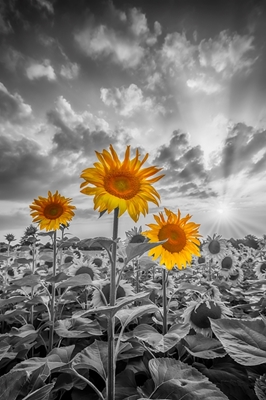 Sunset with lovely sunflowers