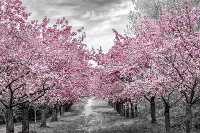 Incantevole vicolo dei fiori di ciliegio