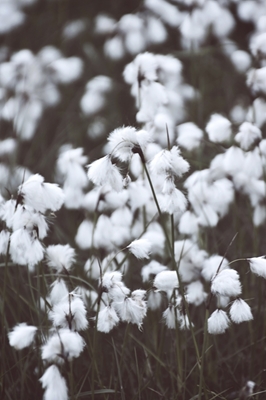 Cotton Grass 