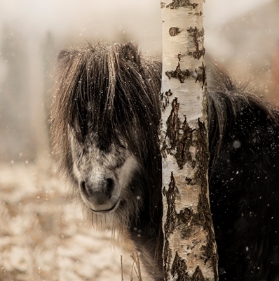 Pony portrait snowy day