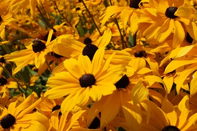 keltaiset kukat