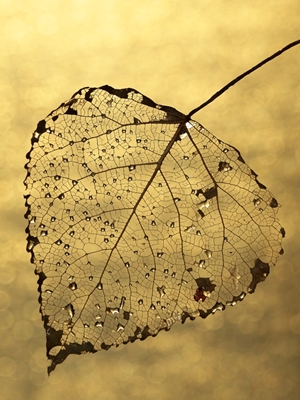 Golden leaf II