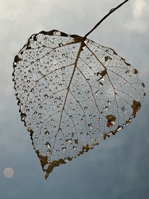 Silver leaf II