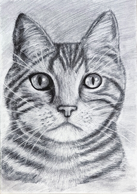 Portrait d’un chat