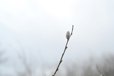 Pussy willow in rain